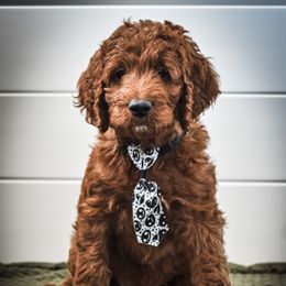 Goldendoodle Puppies from AZ Ohana Doodles