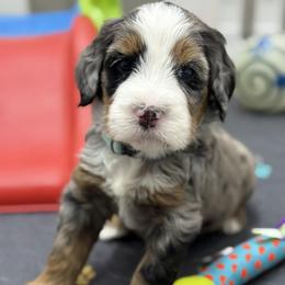 Zeus- teal collar boy - Tri-color male Bernedoodle puppy in Yuciapa, California from AlltheDoodlez_