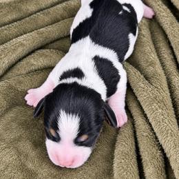 Milkshake 2800 - Piebald male Dachshund puppy in Hendersonville, North Carolina from Snarky Doxy Miniature Dachshunds