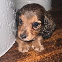 Snickers - Wild boar and cream male Dachshund puppy in Salisbury, North Carolina from Shy’s Teenie Weenies