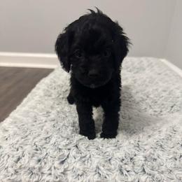 Female 1 - Black female Cockapoo puppy in Dahlonega, Georgia from Loveable Cockapoos