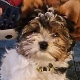 Harper - Yorkshire Terrier