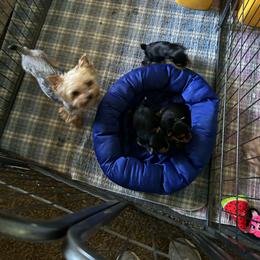 Puppy Boy 2 - Blue and gold male Yorkshire Terrier puppy in Erda, Utah from Earthmountain Yorkies