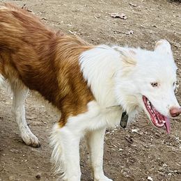 Klaus - Border Collie