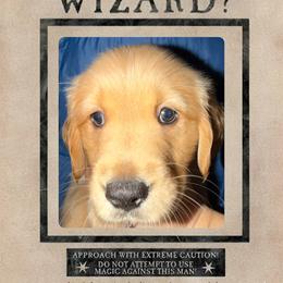 Lily - Dark golden female Golden Retriever puppy in Orange City, Florida from Sidekick Retrievers