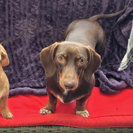 Dachshunds from Wigglebutts Mini Dachshunds