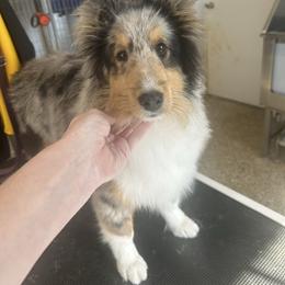 Romero - Blue merle white and tan male Shetland Sheepdog puppy in New Richmond, Ohio from Heaven’s Shelties