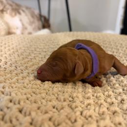 Ginger (purple collar) - Red  female Goldendoodle puppy in Easley, South Carolina from Pawmetto Goldendoodles