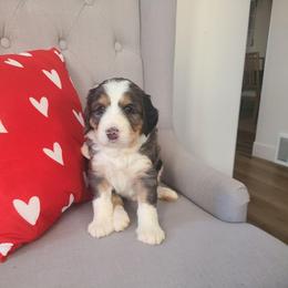 Biscuit - Merle male Bernedoodle puppy in Brigham City, Utah from Prairie Rose Doodles