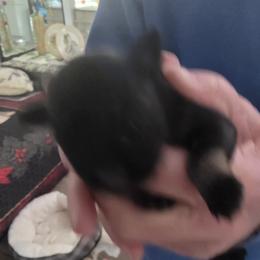 Boy 2 - Salt and pepper male Miniature Schnauzer puppy in Fresno, California from Findell Kennel, LLC