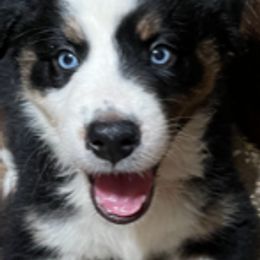 Australian Shepherd Puppies from Log House Farm Aussies