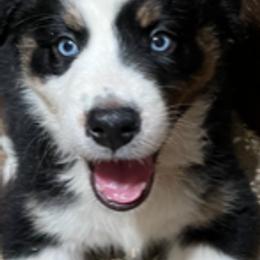 Australian Shepherd Puppies from Log House Farm Aussies