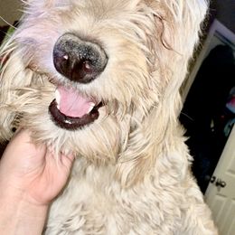 Indigo - Goldendoodle puppy from Zeusthemoosedoodles