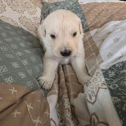Baby boy Brown - Light golden male Golden Retriever puppy in Clarksville, Tennessee from 255 Goldens