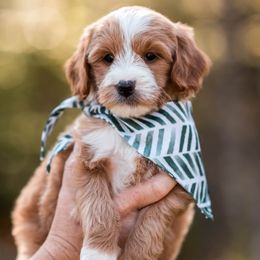 Giuseppe - Apricot male Goldendoodle puppy in Acton, Maine from Silver Pines Pups