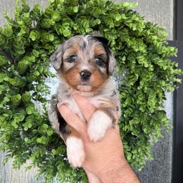 Reef - male Australian Mountain Doodle puppy in Spanish Fork, Utah from K Brand Doodles