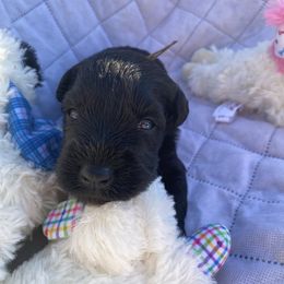 Brown collar - Black male Miniature Schnauzer puppy in Ravensdale, Washington from Serenity Schnauzers