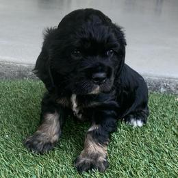 Boy 2 - Black white and tan male Cocker Spaniel puppy in Gadsden, Alabama from Rich Cat’s