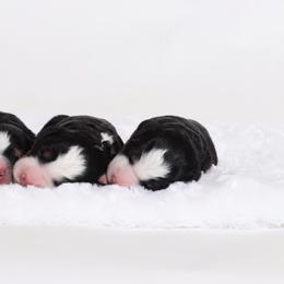 Bernedoodle Puppies from Bernedoodle Bliss
