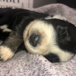 Australian Shepherd Puppies from Powell’s Australian Shepherds