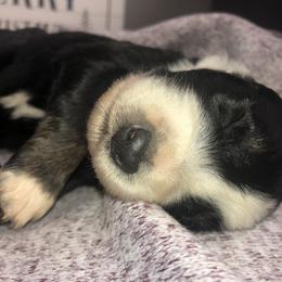 Australian Shepherd Puppies from Powell’s Australian Shepherds