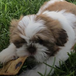 Miniature Schnauzers and Shih Tzus from Farmview Puppies