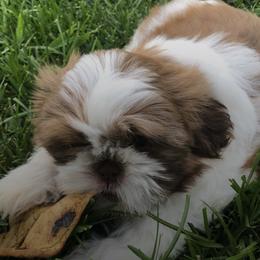 Miniature Schnauzers and Shih Tzus from Farmview Puppies