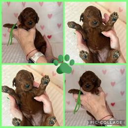 Adore - Red  male Poodle puppy in Mount Vernon, Illinois from AMC Poodles