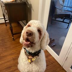 Labradoodle and Saint Berdoodle Puppies from ProAct Canines