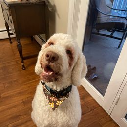 Labradoodle and Saint Berdoodle Puppies from ProAct Canines