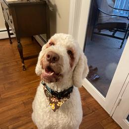 Labradoodle and Saint Berdoodle Puppies from ProAct Canines