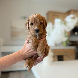 Cupid - Red  male Goldendoodle puppy in Farmington, Utah from Happy Day Doodles