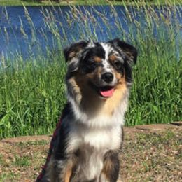 Australian Shepherds and Miniature American Shepherds from Whispering Valley Miniature American Shepherds and Australian Shepherds