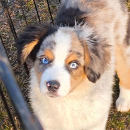 Boy 1 - Blue merle male Miniature American Shepherd puppy in Bowling Green, Kentucky from Flawlessly Kennel