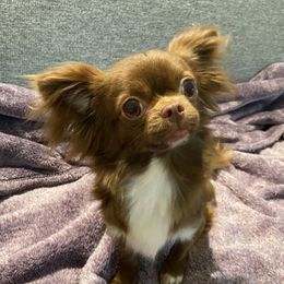 Lulu - Chihuahua