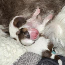 Shih Tzu Puppies from Wood Foo Breeders