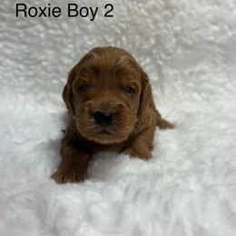 Boy 2 - Apricot male Goldendoodle puppy in Wever, Iowa from JK Royal Lines