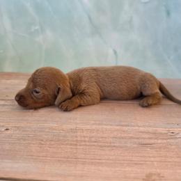 Violet - Fawn (Isabella) female Dachshund puppy in Florence, Arizona from Doxie Town Az