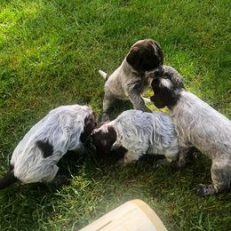 Wirehaired Pointing Griffon Puppies from Foggy Gap Griffons