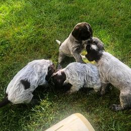 Wirehaired Pointing Griffon Puppies from Foggy Gap Griffons