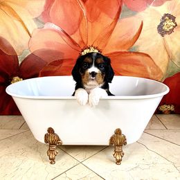 Cavalier King Charles Spaniel Puppies from Ohana Cavalier King Charles Spaniels