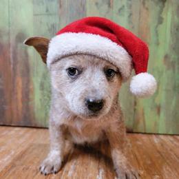 Blue Collar - Loki - Red speckled male Australian Cattle Dog puppy in Riverton, Utah from Rundown Ranch Cattle Dogs