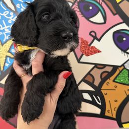 Double Doodle Puppies from Doodle lovers