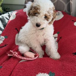 Mr Green - Parti male Goldendoodle puppy in Lowville, New York from Valley View Doodles