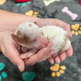 Holly Frost - Parti female Poodle puppy in Corona, California from Garden Of Poodles