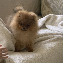 Pomeranian Puppies from Halo Poms