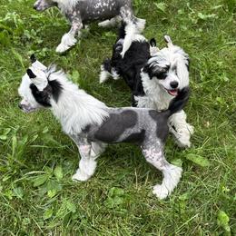 Chinese Crested Puppies from Windsong