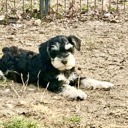 Miniature Schnauzer Puppies from Divine Miniature Schnauzers