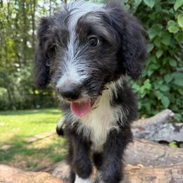 Hope (The Wasp) - female Australian Mountain Doodle puppy in Williamston, South Carolina from Sassy Bob’s Dogs