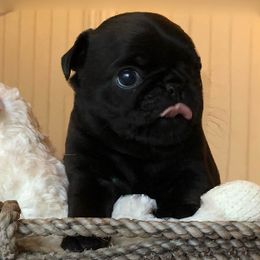Pugs from Pitter, Patter Pugs